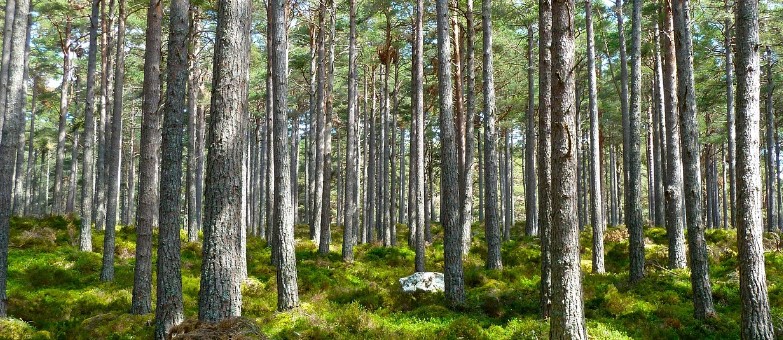 Refrigerants Are No Global Warming Threat