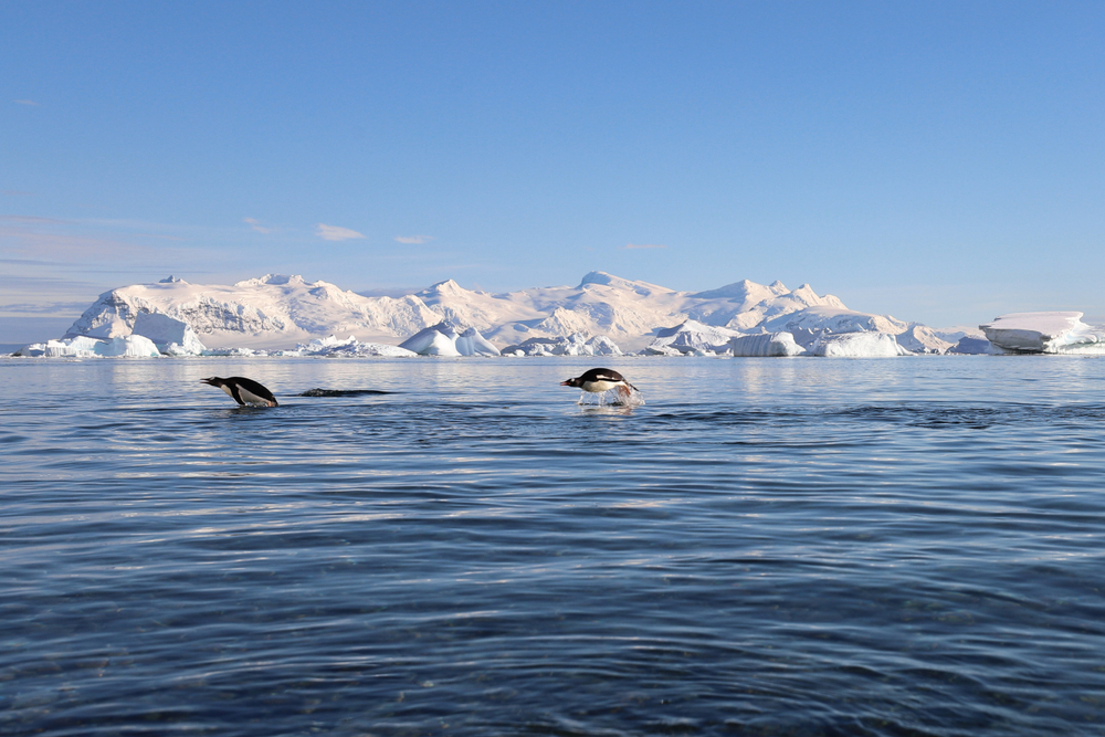 Wildlife,On,Antarctica.,Sailing,And,Diving,On,Selma,With,Polish