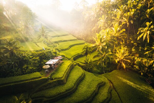 Global Rice Production Nearly Doubled Despite Climate Change